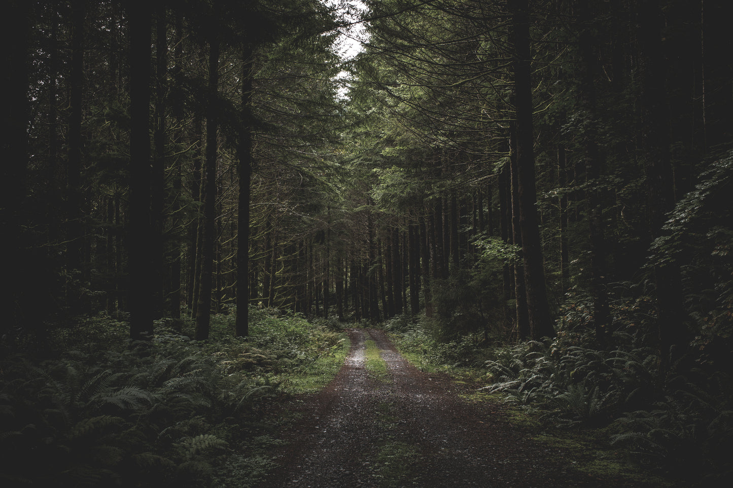 Forest